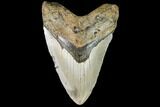 Fossil Megalodon Tooth - North Carolina #109550-1